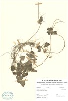 藏品(臺灣白草莓)的圖片